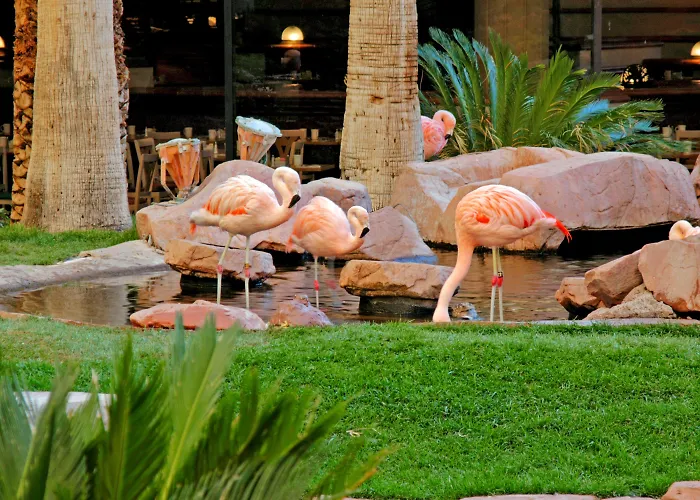 Flamingo Las Vegas & CasinoResort Hotel